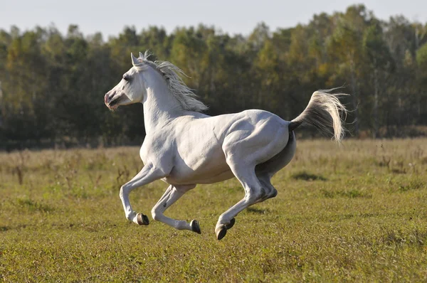 Le cheval blanc en été — Photo