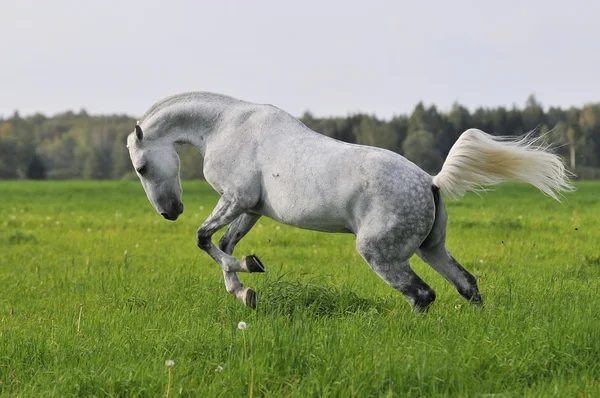 Das weiße Pferd im Sommer — Stockfoto