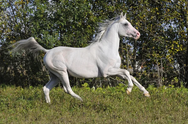Das weiße Pferd im Sommer — Stockfoto