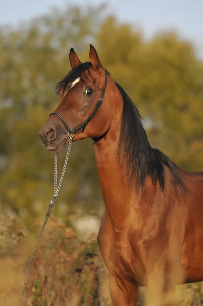 Bay arabian horse stallion portrait — Stock Photo, Image