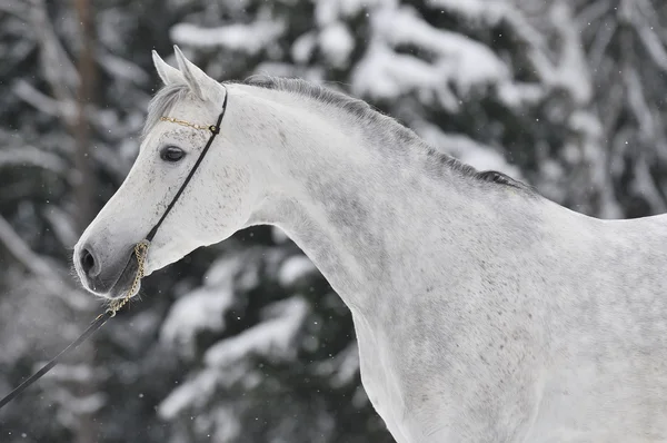 Retrato árabe branco no inverno — Fotografia de Stock