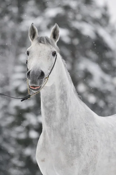 White arabian portrait in winter — Stock Photo, Image