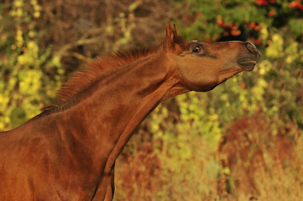 Belo retrato de cavalo árabe — Fotografia de Stock