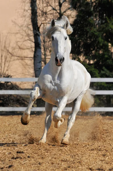 Biały koń uruchomić galop w pył — Zdjęcie stockowe