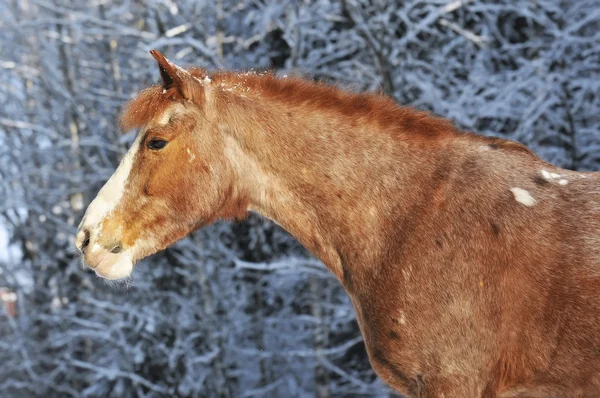 Red horse in winter — Stock Photo, Image