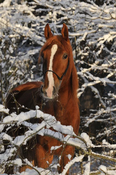Kışın kar ile kırmızı at — Stok fotoğraf
