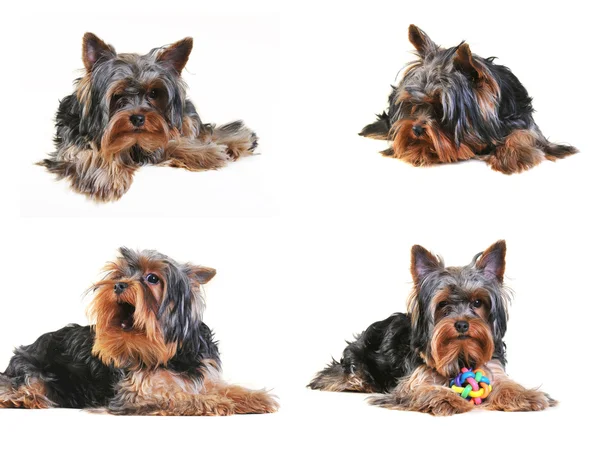 Vier yorkshire terrier pups — Stockfoto