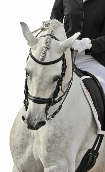 Elszigetelt fehér ló idomítás — Stock Fotó