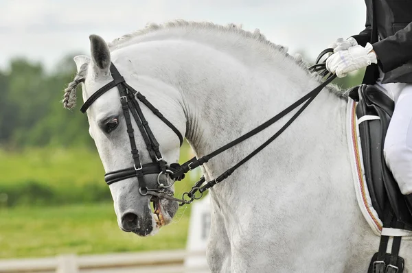 Białe konie ujeżdżeniowe — Zdjęcie stockowe