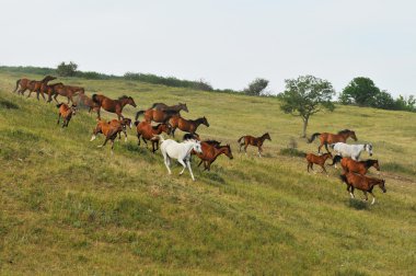 tepe üzerinde at sürüsü