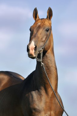 Portrait of beautiful bay horse clipart