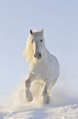 White horse run in winter clipart