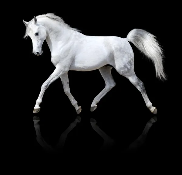 Белая лошадь, изолированная на черном — стоковое фото