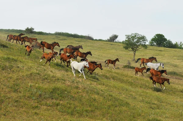 stock image Horse Herd on Hill