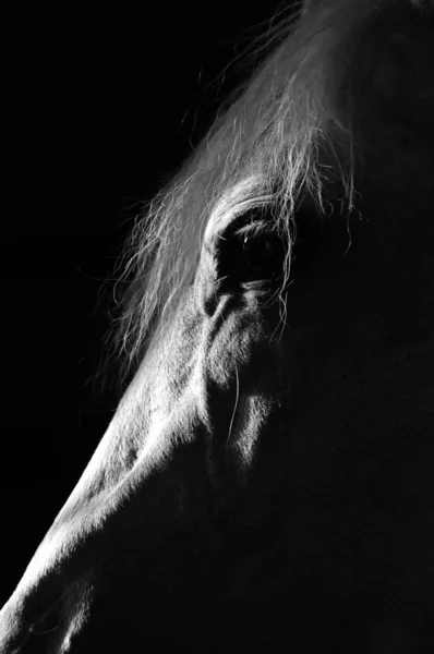 Silhueta cavalo branco no escuro — Fotografia de Stock