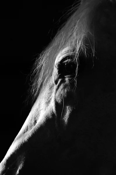 stock image Silhouette white horse in the dark