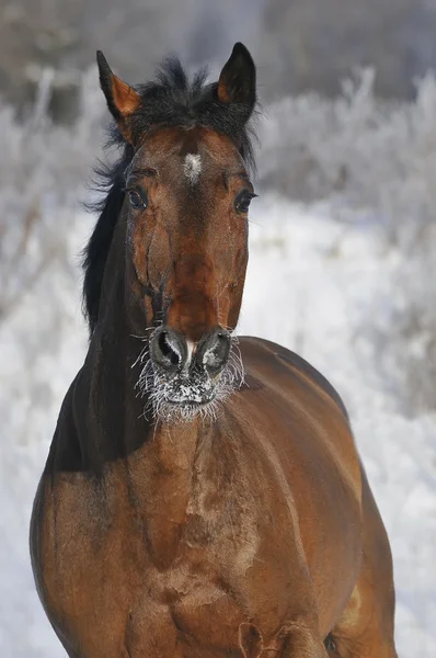 Bay horse run gallop in winter — Stock Photo, Image