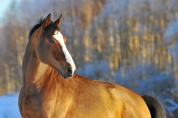 Портретная лошадь зимой — стоковое фото