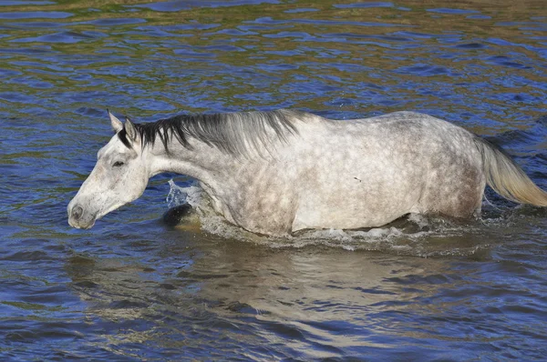Άσπρο άλογο στο νερό — Φωτογραφία Αρχείου