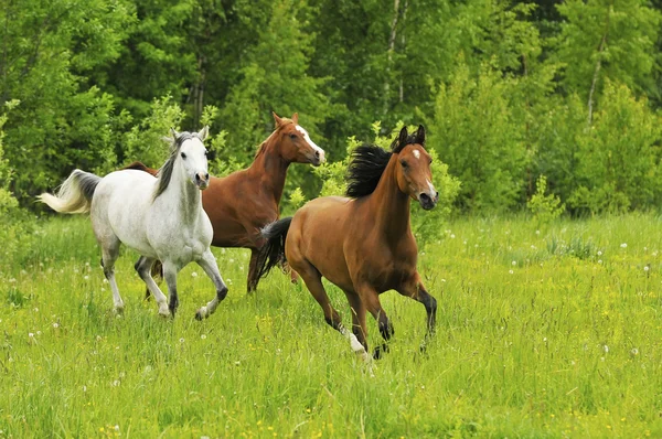 Troupeau de chevaux — Photo