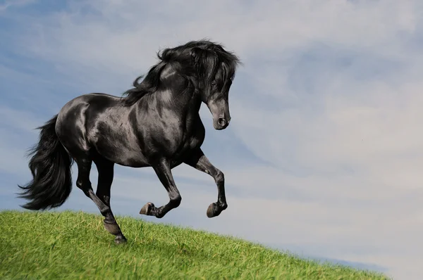 Black horse stallion run gallop — Stock Photo, Image