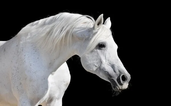 Vit häst isolerad på svart — Stockfoto