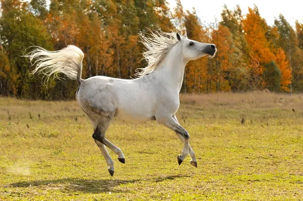 Vita hästen kör Galopp på ängen — Stockfoto