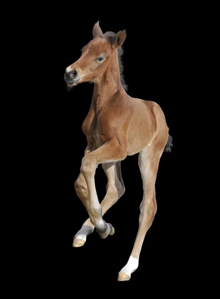Foal isolated on black — Stock Photo, Image