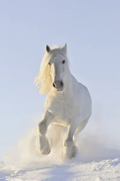 Corrida de cavalo branco no inverno — Fotografia de Stock