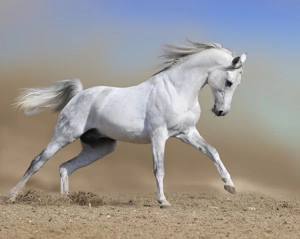 Білий кінь жеребець біжить галопом у пилці Ліцензійні Стокові Фото