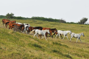 Horse Herd on Hill clipart