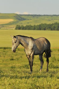 Akhal-teke ATI