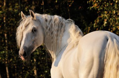 White horse portrait clipart