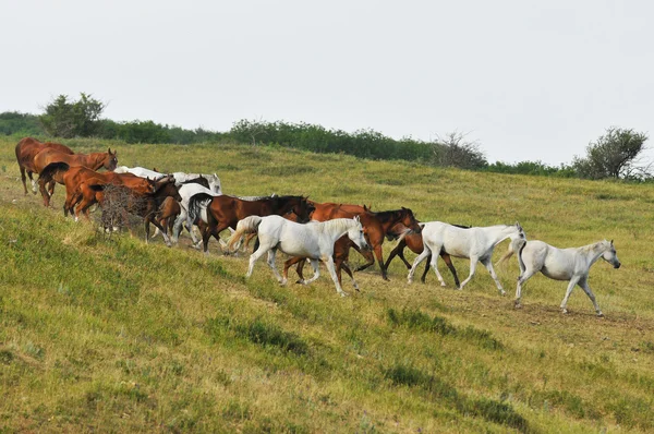 Troupeau de chevaux sur la colline — Photo