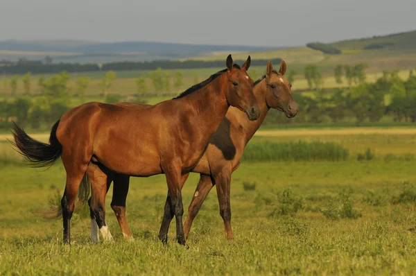 Akhal-teke häst — Stockfoto
