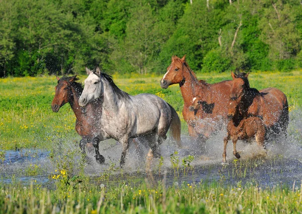 Horses run on water — Stock Photo, Image