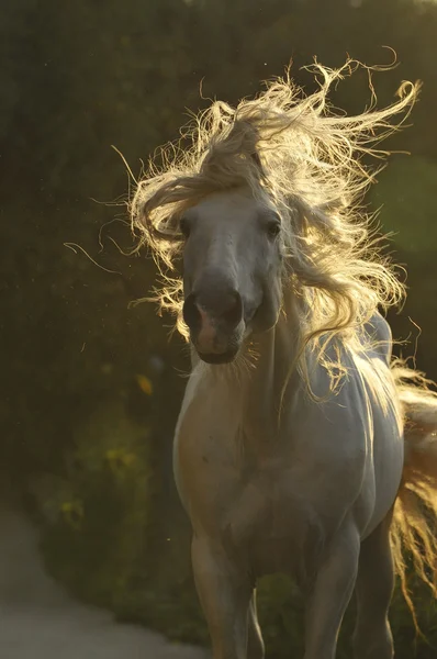 stock image White horse move hair