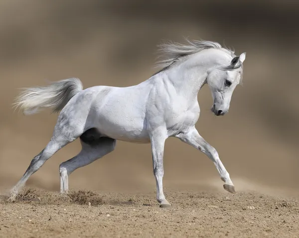 Білий кінь у пиловій пустелі — стокове фото