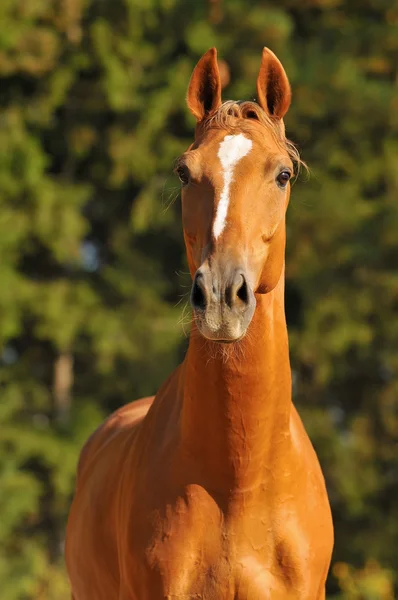 Κόκκινο άλογο πορτρέτο το καλοκαίρι — Φωτογραφία Αρχείου