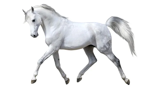 Білий кінь ізольовані Ліцензійні Стокові Зображення