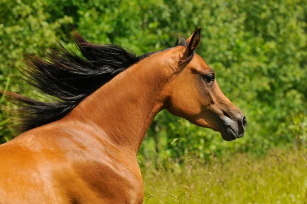 Bay arabian horse portrait Royalty Free Stock Photos