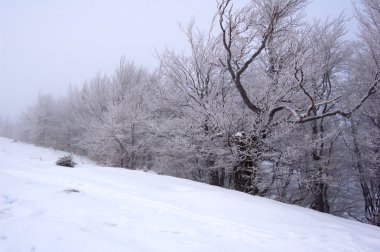 karlı kış, ağaçlar