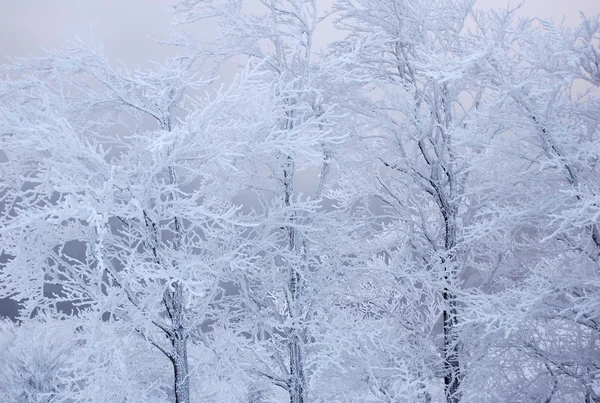 Zasněžené stromy pozadí — Stock fotografie