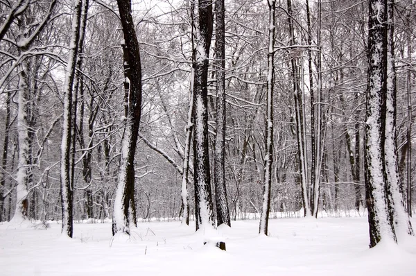 Vintertrær – stockfoto