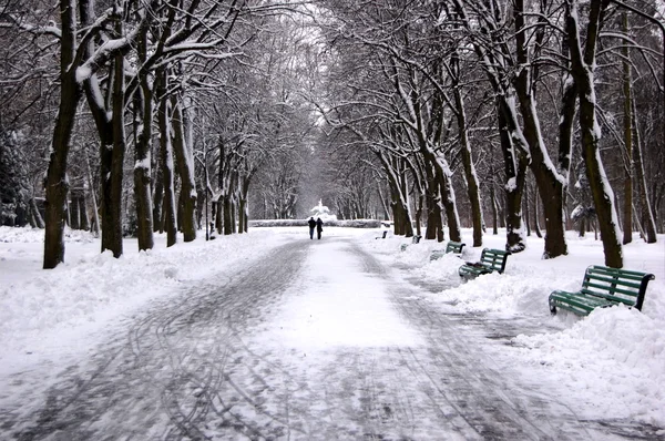 stock image Winter trees