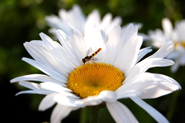 stock image Camomile