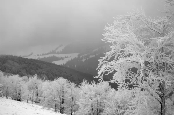 白雪皑皑的冬天树 — 图库照片