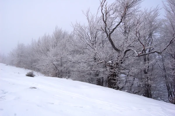 Schneebedeckte Winterbäume — Stockfoto