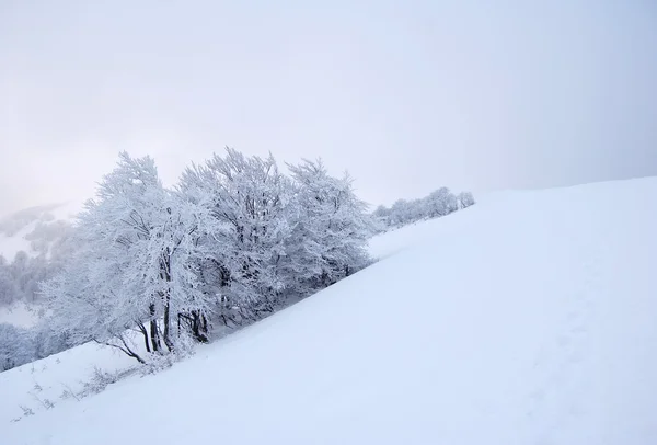 Сніжне дерев Стокове Зображення