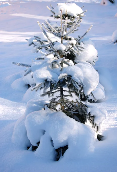 Karlı kış ağaç Stok Resim